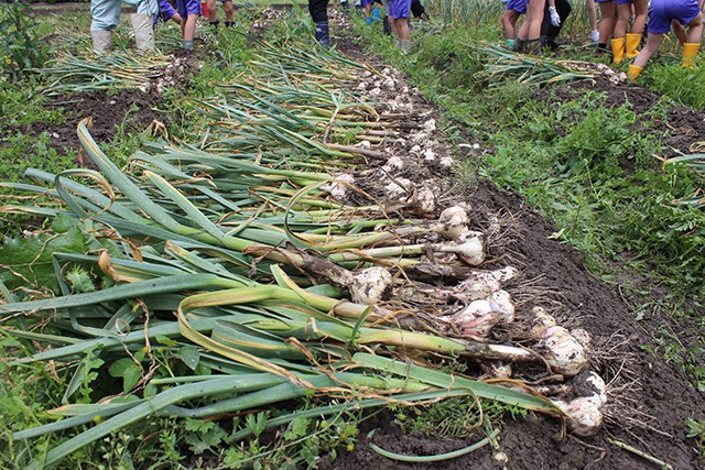 香川県産の品質の秘密