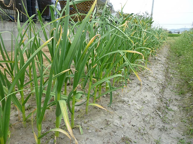 現代人に最適な摂取方法