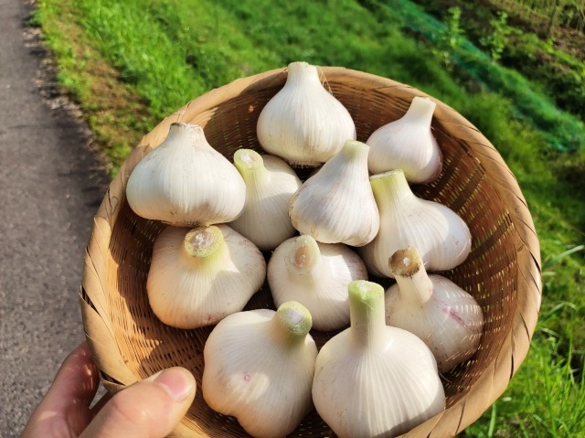 品種特性と分類