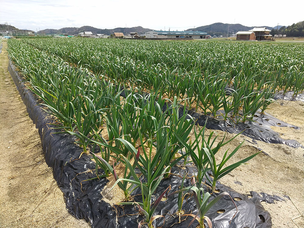 なぜ「ガァリック娘」なのか?その特別な価値とは?~その1