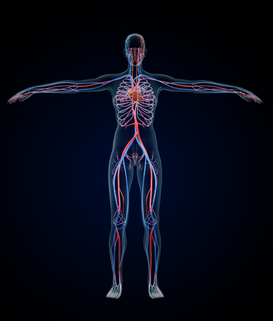 にんにくの血管拡張作用