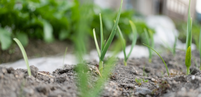 冬の寒さが、にんにくを強くする