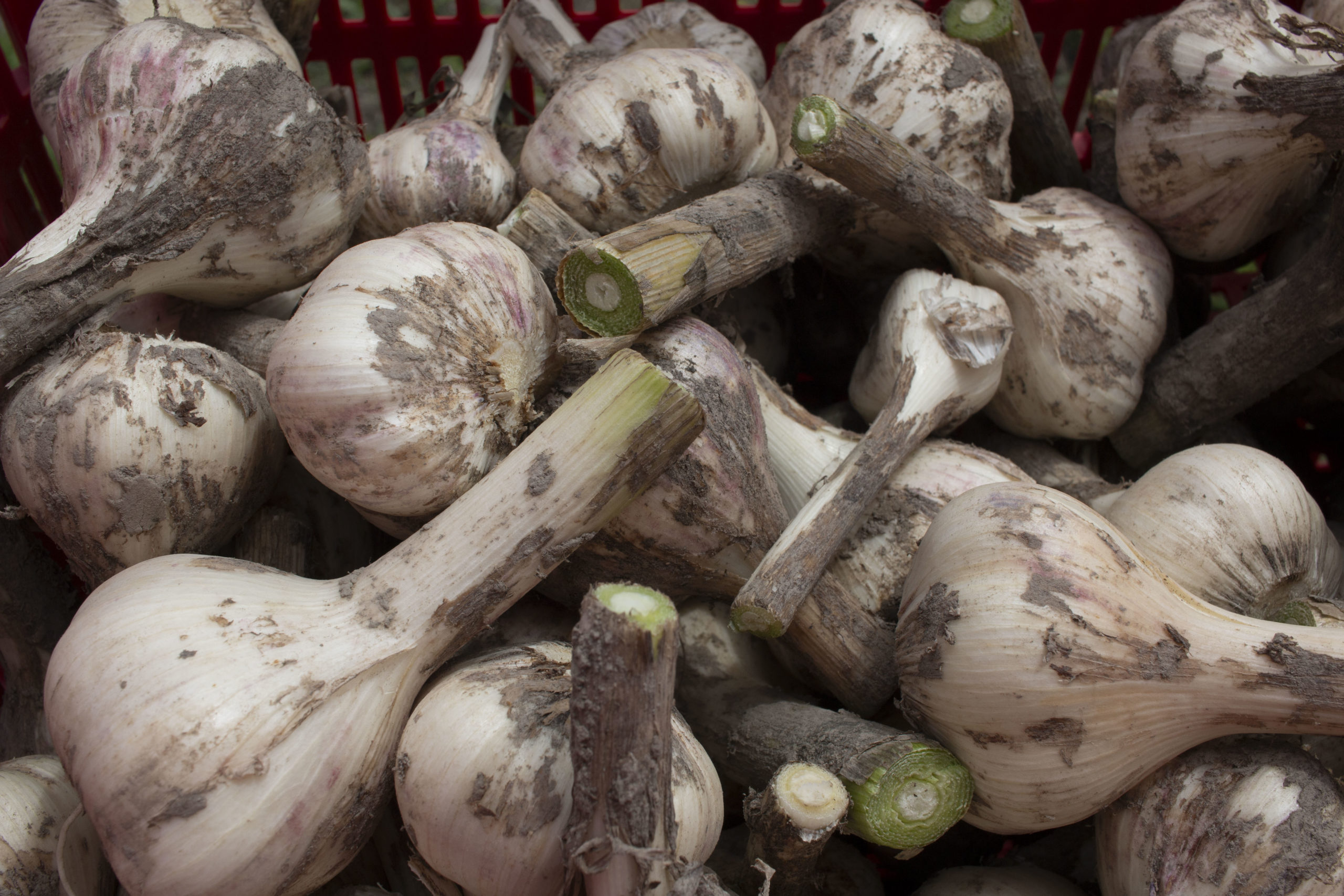 受験も、にんにくも、今が勝負時！冬の頑張りが春の結果を決める。