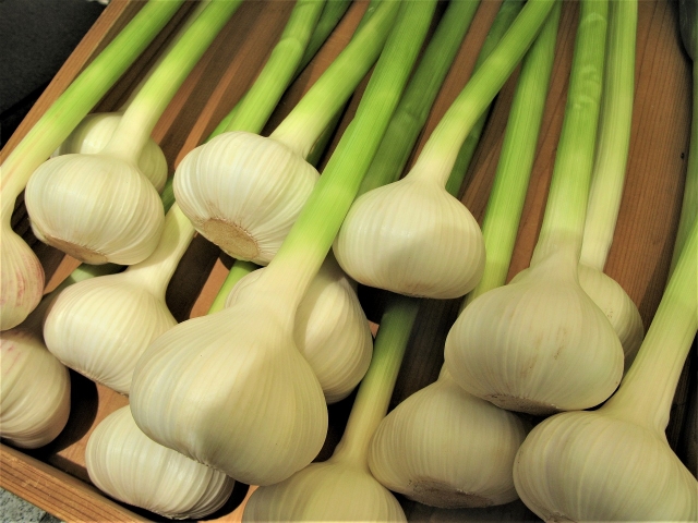 白くてみずみずしい新にんにく