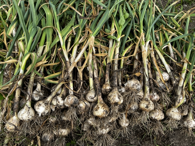 新にんにくと普通のにんにく、何が違うの？