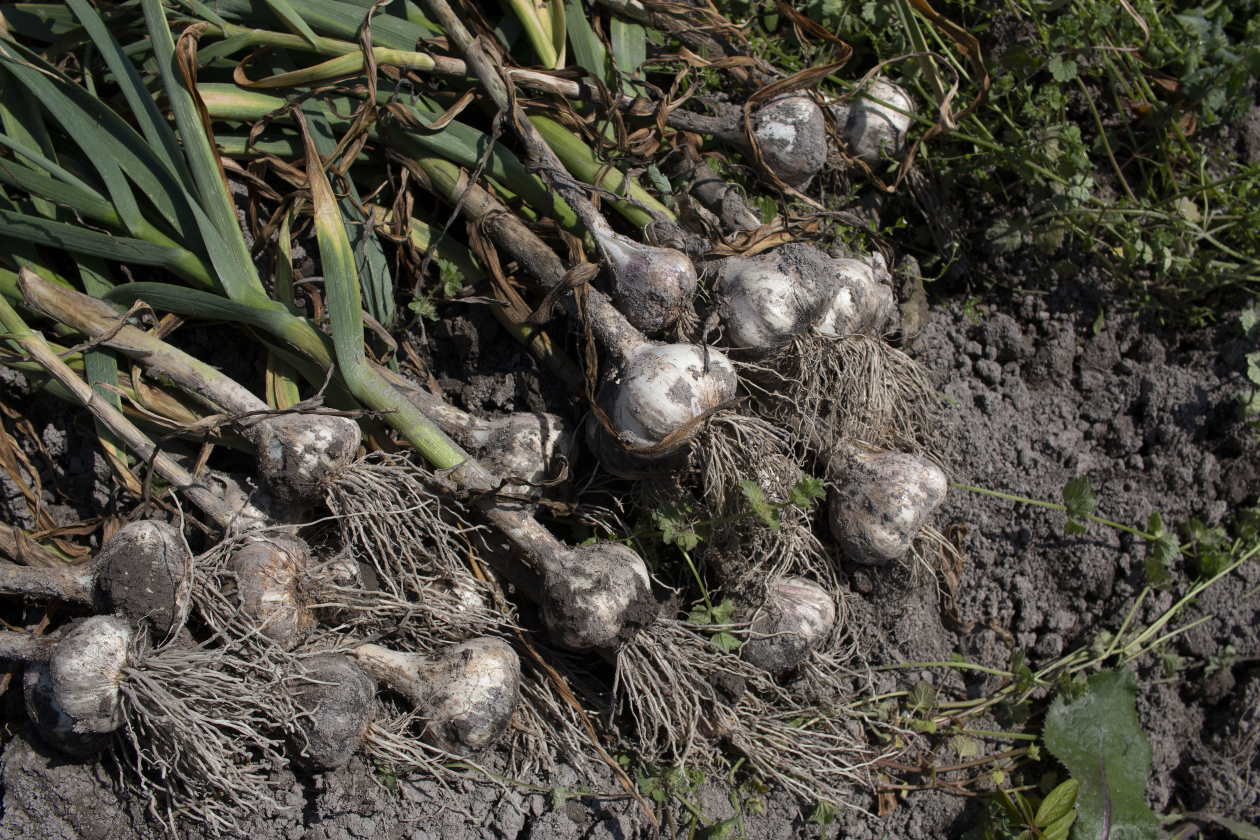 収穫のサインは、葉の枯れ方にある