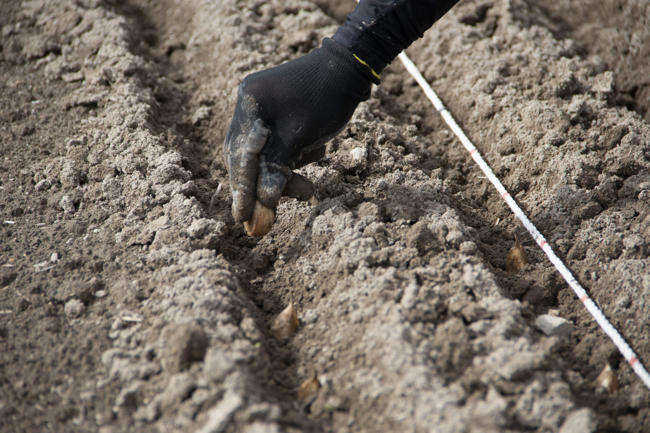 畑で育っています!こんぴらにんにく、収穫前の物語…